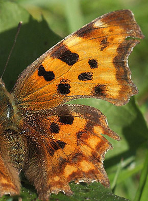 Det Hvide C, Polygonia c-album f. hutchinsoni hun. Hegnstrup, Slangerup d. 4 september 2014. Fotograf; Lars Andersen