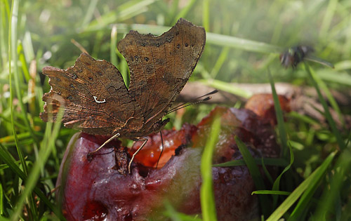 Det Hvide C, Polygonia c-album f. hutchinsoni hun. Hegnstrup, Slangerup d. 4 september 2014. Fotograf; Lars Andersen