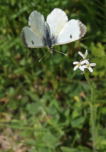 Aurora, Anthocharis cardamines hun på Stivhåret Kalkkarse, Arabis hirsuta. Humlebjerget, Haraldsted Sø d. 20 maj 2014. Fotograf; Lars Andersen