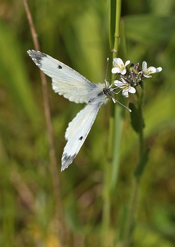 Aurora, Anthocharis cardamines hun på Stivhåret Kalkkarse, Arabis hirsuta. Humlebjerget, Haraldsted Sø d. 20 maj 2014. Fotograf; Lars Andersen