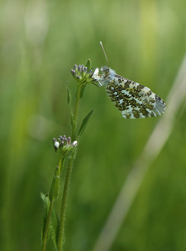 Aurora, Anthocharis cardamines hun på Stivhåret Kalkkarse, Arabis hirsuta. Humlebjerget, Haraldsted Sø d. 20 maj 2014. Fotograf; Lars Andersen
