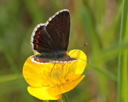 Rdplettet Blfugl, Aricia agestis han. Vestamager  d. 23 maj 2014. Fotograf: Lars Andersen