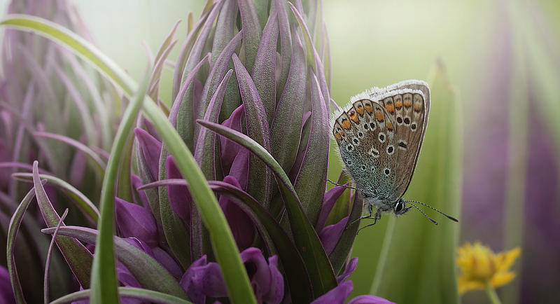 Almindelig Blåfugl, Polyommatus icarus hun hvilende på Priklæbet Gøgeurt. Koklapperne, Vestamager d. 4 Juni 2014. Fotograf: Lars Andersen