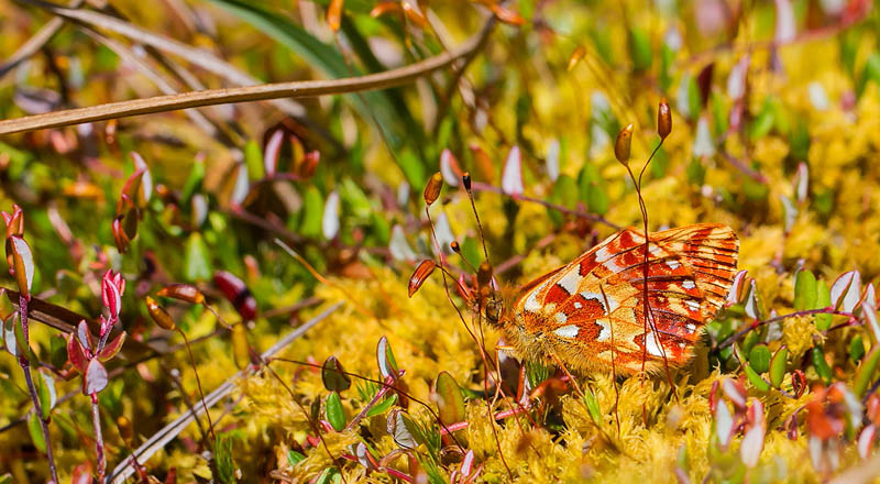 Moseperlemorsommerfugl, Boloria aquilonaris. Ryegaard. Hornsherred. Sjlland. d. 9 juni 2014. Fotograf: John Strange Petersen