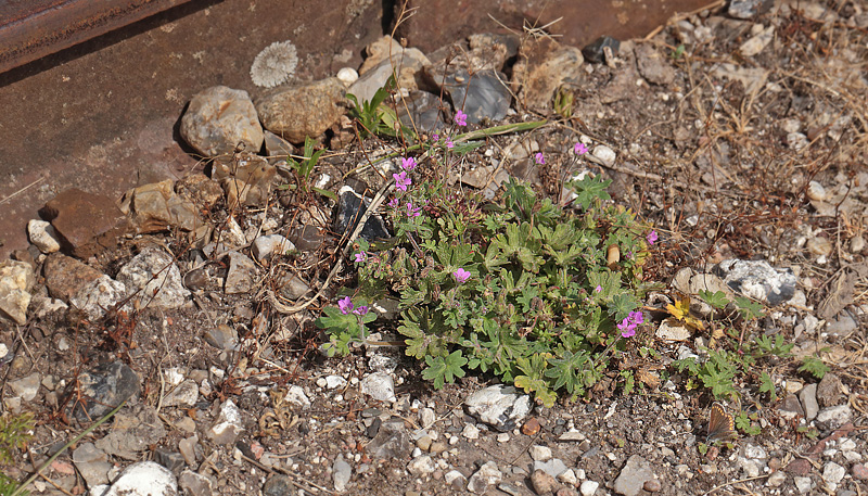Smalsporet jernbane hvor der vokser Bld Storkenb, Geranium molle. Hedeland, Nordsjlland. d. 7 juni 2014. Fotograf: Lars Andersen