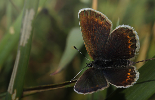 Argusblfugl, Plebejus argus hun. Brandbjerg, Sjlland  d.  15  juni 2014. Fotograf: Lars Andersen