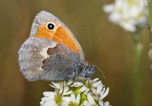 Okkergul Randje, Coenonympha pamphilus hun p Klvplade, Berteroa incana. Brandbjerg  d. 15 juni 2014. Fotograf; Lars Andersen