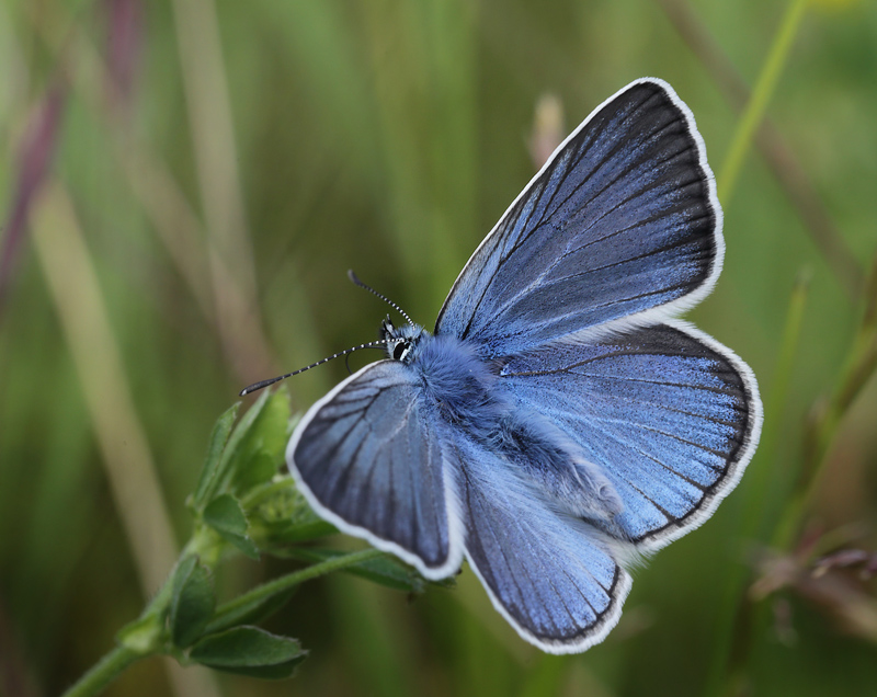  Isblfugl. Polyommatus amandus han. Brandbjerg/ Nygrd, Jgerspris. d. 15 juni 2014. Fotograf: Lars Andersen