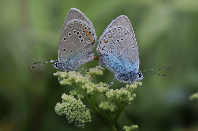  Isblfugl. Polyommatus amandus. Brandbjerg/ Nygrd, Jgerspris. d. 15 juni 2014. Fotograf: Lars Andersen