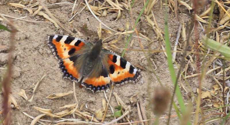 Nldens Takvinge, Aglais urticae, ab. Brandbjerg/ Nygrd, Jgerspris. d. 15 juni 2014. Fotograf: Lars Andersen