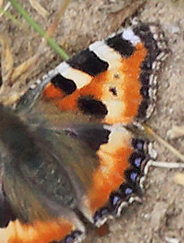 Nldens Takvinge, Aglais urticae, ab. Brandbjerg/ Nygrd, Jgerspris. d. 15 juni 2014. Fotograf: Lars Andersen