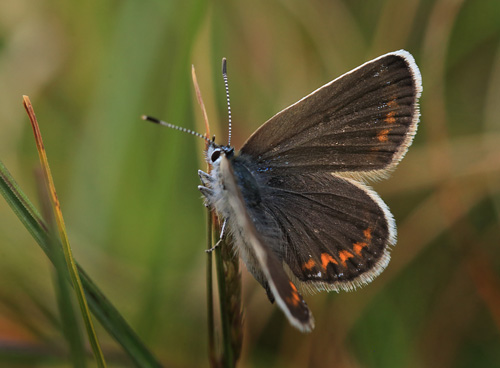 Argus Blfugl, Plebejus argus hun. Heatherhill, Nordsjlland  d.  16  juni 2014. Fotograf: Lars Andersen