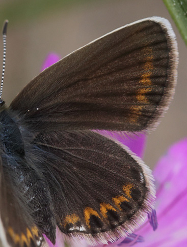 Argusblfugl, Plebejus argus hun. Heatherhill, Nordsjlland  d.  16  juni 2014. Fotograf: Lars Andersen