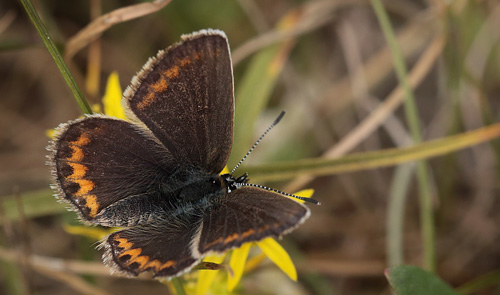 Argusblfugl, Plebejus argus hun. Heatherhill, Nordsjlland  d.  16  juni 2014. Fotograf: Lars Andersen