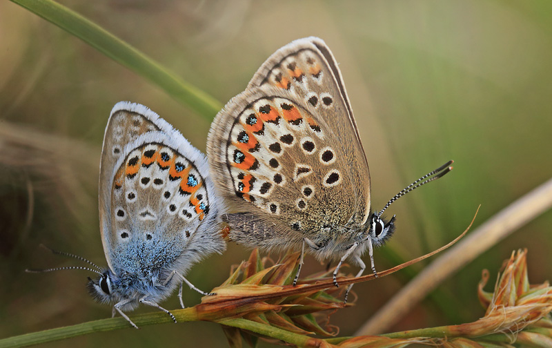 Argusblfugl, Plebejus argus parring. Heatherhill, Nordsjlland  d.  16  juni 2014. Fotograf: Lars Andersen