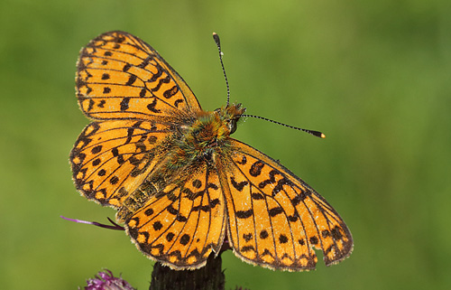 Brunlig Perlemorsommerfugl, Boloria selene, Ravnshole Skov, Midtsjlland, Danmark d. 18 juni  2014. Fotograf: Lars Andersen