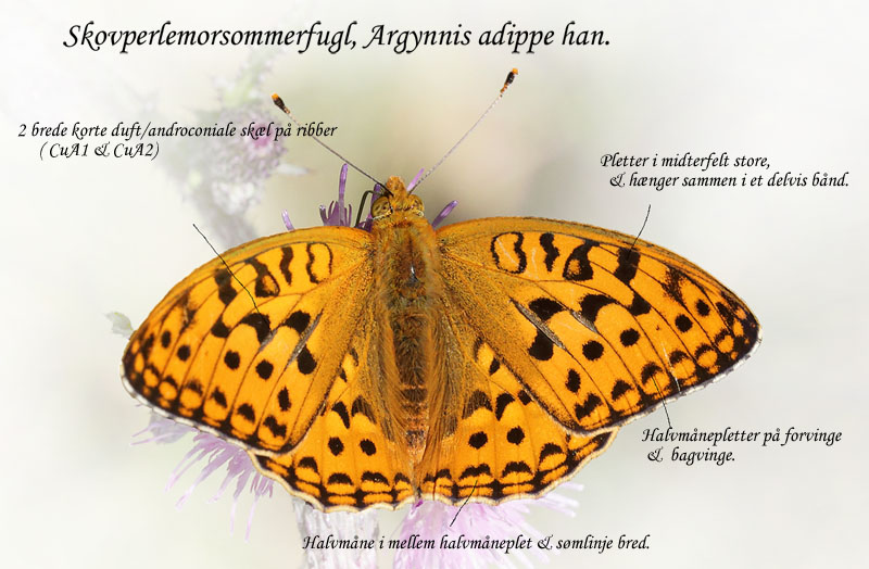 Skovperlemorsommerfugl, Argynnis adippe han. Ravnsholte Skov, Midtsjlland. 18 juni 2014. Fotograf: Lars Andersen