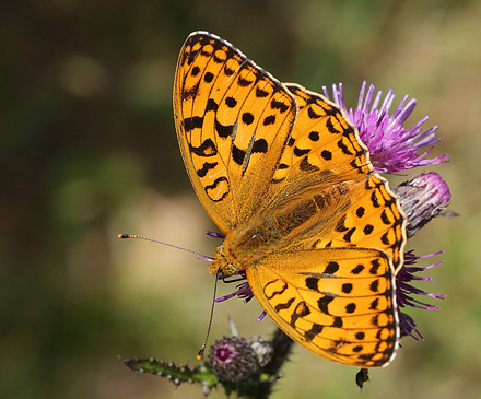 Skovperlemorsommerfugl, Argynnis adippe han. Ravnsholte Skov, Midtsjlland. 18 juni 2014. Fotograf: Lars Andersen