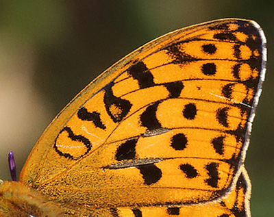 Skovperlemorsommerfugl, Argynnis adippe han. Ravnsholte Skov, Midtsjlland. 18 juni 2014. Fotograf: Lars Andersen