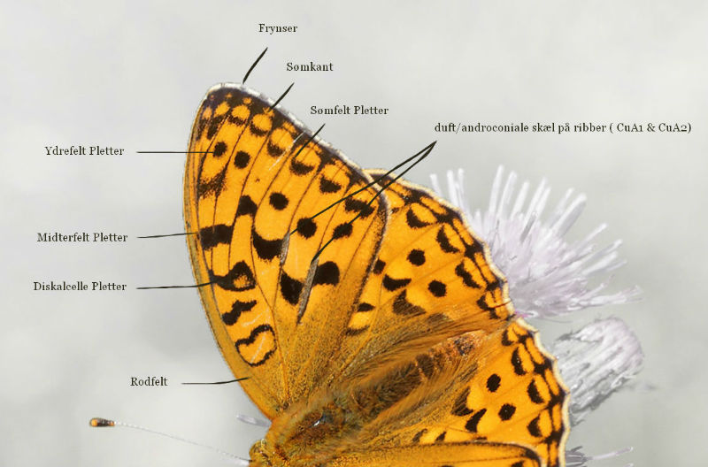 Skovperlemorsommerfugl, Argynnis adippe han. Ravnsholte Skov, Midtsjlland. 18 juni 2014. Fotograf: Lars Andersen