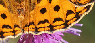 Skovperlemorsommerfugl, Argynnis adippe han. Ravnsholte Skov, Midtsjlland. 18 juni 2014. Fotograf: Lars Andersen