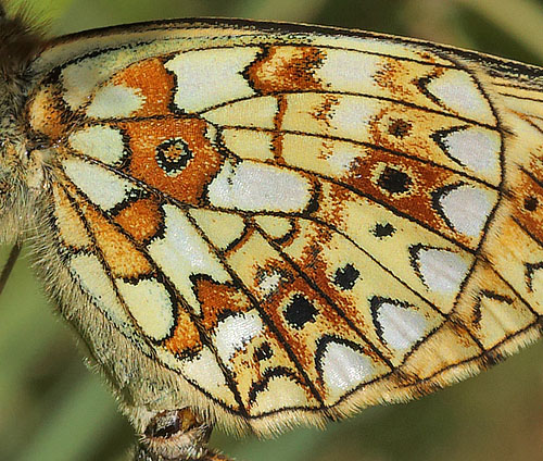 Brunlig Perlemorsommerfugl, Boloria selene parring, Ravnshole Skov, Midtsjlland, Danmark d. 18 juni  2014. Fotograf: Lars Andersen