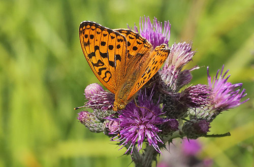 Skovperlemorsommerfugl, Argynnis adippe han. Ravnsholte Skov, Midtsjlland. 18 juni 2014. Fotograf: Lars Andersen