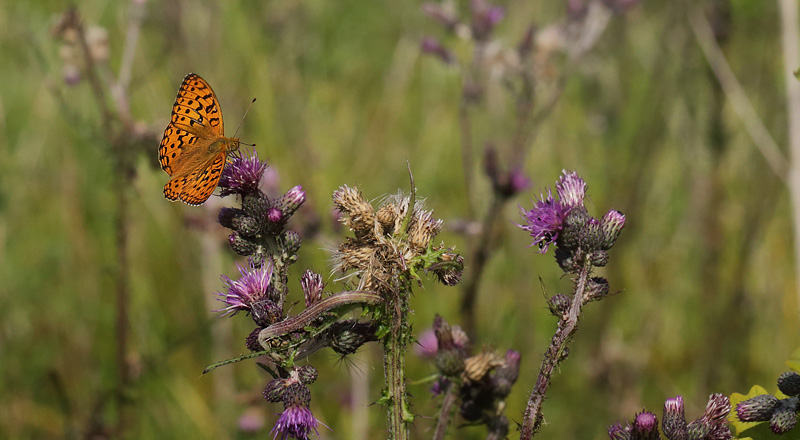 Skovperlemorsommerfugl, Argynnis adippe han. Gunderup Kohave, Midtsjlland. 27 juni 2014. Fotograf: Lars Andersen