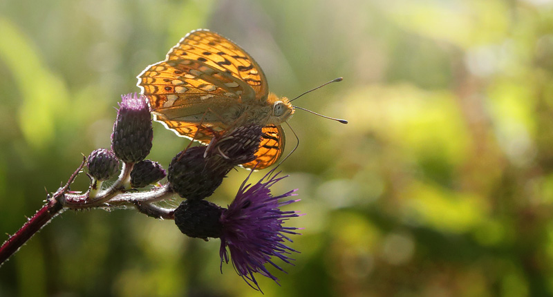 Skovperlemorsommerfugl, Argynnis adippe han. Gunderup Kohave, Midtsjlland. 27 juni 2014. Fotograf: Lars Andersen