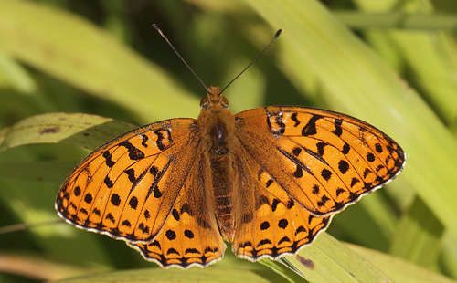 Skovperlemorsommerfugl, Argynnis adippe han. Gunderup Kohave, Midtsjlland. 27 juni 2014. Fotograf: Lars Andersen