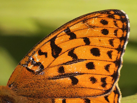 Skovperlemorsommerfugl, Argynnis adippe han. Gunderup Kohave, Midtsjlland. 27 juni 2014. Fotograf: Lars Andersen