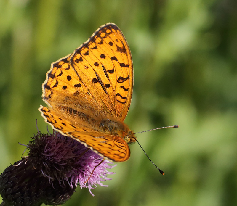 Skovperlemorsommerfugl, Argynnis adippe han. Gunderup Kohave, Midtsjlland. 27 juni 2014. Fotograf: Lars Andersen