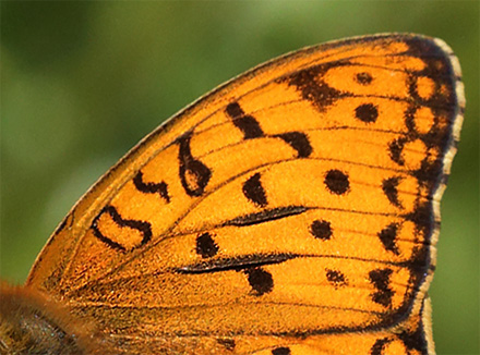 Skovperlemorsommerfugl, Argynnis adippe han. Gunderup Kohave, Midtsjlland. 27 juni 2014. Fotograf: Lars Andersen