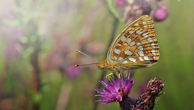 Skovperlemorsommerfugl, Argynnis adippe hun. Ravnsholte Skov, Midtsjlland. 5 juli 2014. Fotograf: Lars Andersen