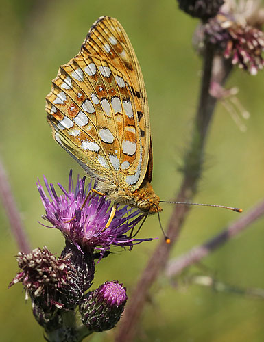 Skovperlemorsommerfugl, Argynnis adippe hun. Ravnsholte Skov, Midtsjlland. 5 juli 2014. Fotograf: Lars Andersen