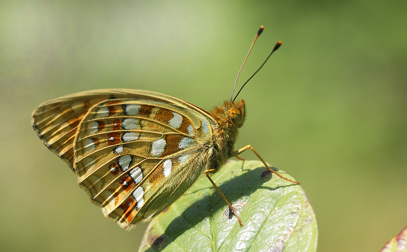 Skovperlemorsommerfugl, Argynnis adippe han. Ravnsholte Skov, Midtsjlland. 5 juli 2014. Fotograf: Lars Andersen