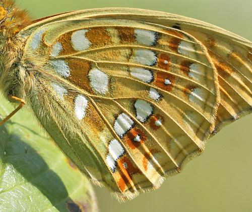 Skovperlemorsommerfugl, Argynnis adippe han. Ravnsholte Skov, Midtsjlland. 5 juli 2014. Fotograf: Lars Andersen