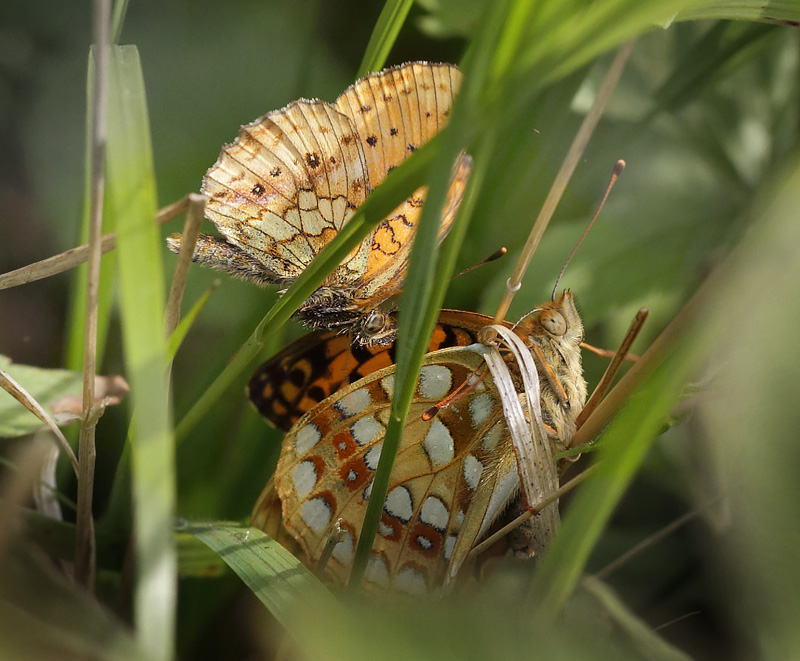 Engperlemorsommerfugl, Brenthis ino han kurtiserer Skovperlemorsommerfugl, Argynnis adippe hun. Ravnsholte Skov, Midtsjlland. 5 juli 2014. Fotograf: Lars Andersen