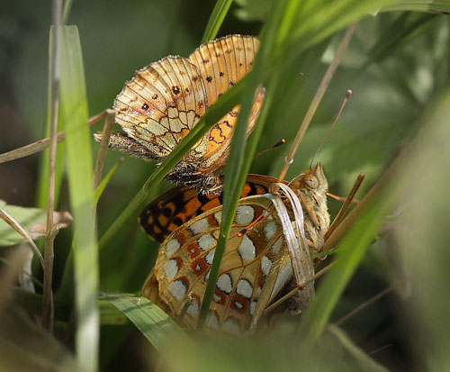 Engperlemorsommerfugl, Brenthis ino han kurtiserer Skovperlemorsommerfugl, Argynnis adippe hun. Ravnsholte Skov, Midtsjlland. 5 juli 2014. Fotograf: Lars Andersen