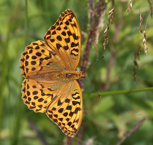 Kejserkbe,  Argynnis paphia hun. Ravnsholte Skov, Midtsjlland. 5 juli 2014. Fotograf: Lars Andersen