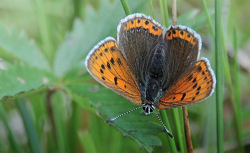 Violetrandet Ildfugl. Lycaena hippothoe hun. Finderup velsesterrn d. 9 juni 2014. Fotograf:  Michael Damkjer