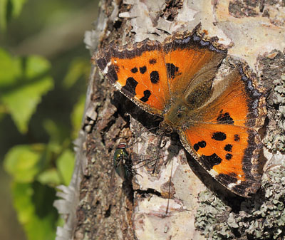 stlig Takvinge, Nymphalis xanthomelas han. Pinseskoven, Vestamager d. 11 juli 2014. Fotograf:  Lars Andersen