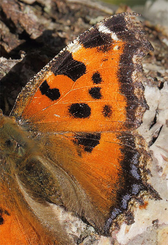 stlig Takvinge, Nymphalis xanthomelas hun. Pinseskoven, Vestamager d. 11 juli 2014. Fotograf:  Lars Andersen