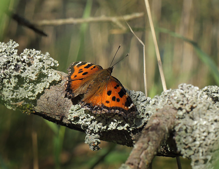 stlig Takvinge, Nymphalis xanthomelas han. Pinseskoven, Vestamager d. 11 juli 2014. Fotograf:  Lars Andersen