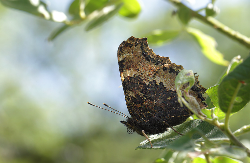 stlig Takvinge, Nymphalis xanthomelas han. Pinseskoven, Vestamager d. 11 juli 2014. Fotograf:  Lars Andersen