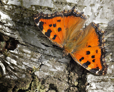 stlig Takvinge, Nymphalis xanthomelas han. Pinseskoven, Vestamager d. 12 juli 2014. Fotograf:  Lars Andersen