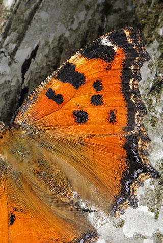 stlig Takvinge, Nymphalis xanthomelas han. Pinseskoven, Vestamager d. 12 juli 2014. Fotograf:  Lars Andersen