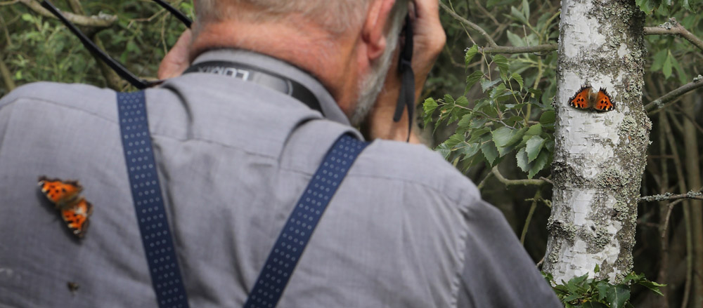 2 stk. stlig Takvinge, Nymphalis xanthomelas hanner. Pinseskoven, Vestamager d. 12 juli 2014. Fotograf:  Lars Andersen