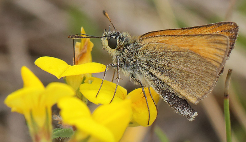 Stregbredpande, Thymelicus lineola, han. restaden d. 27 Juli 2014. Fotograf; Lars Andersen