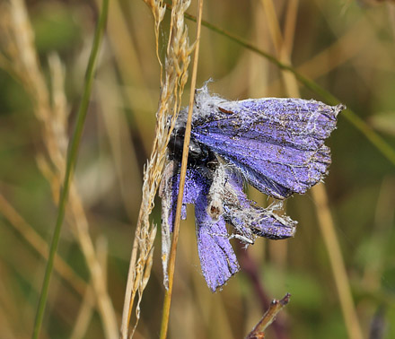 Almindelig Blåfugl, Polyommatus icarus han er offer for en edderkop. Ulstrup, Røsnæs, vestsjælland d. 30 juli 2014. Fotograf; Lars Andersen
